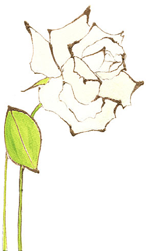 薔薇