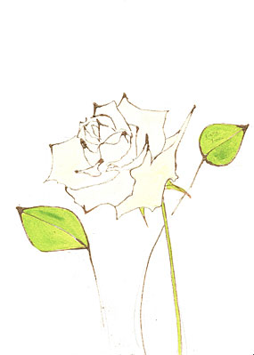 薔薇
