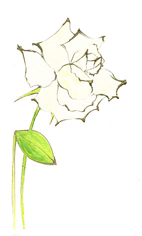 薔薇