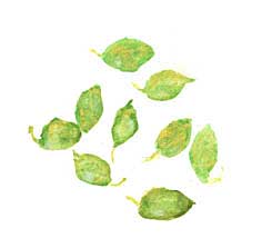 カルダモン緑