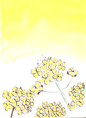 菜の花